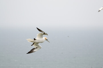 A Gannet flying over Bempton Cliffs, Bridlington, East Yorkshire
