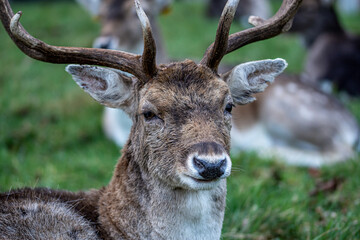 Naklejka na ściany i meble Beautiful Fallow deer’s in Phoenix Park, Dublin, Ireland.