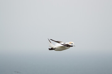 A Gannet flying over Bempton Cliffs, Bridlington, East Yorkshire