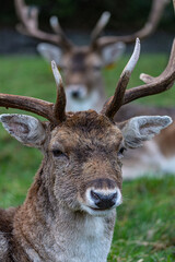 Obraz premium Beautiful Fallow deer’s in Phoenix Park, Dublin, Ireland.