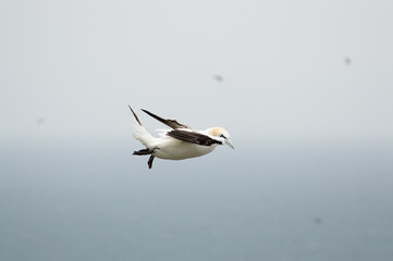 A Gannet flying over Bempton Cliffs, Bridlington, East Yorkshire