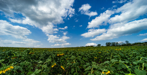 Fototapeta na wymiar Blooming sunflowers in a field