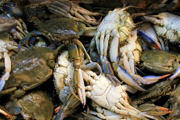 Crabs at fish market in Athens, Greece.