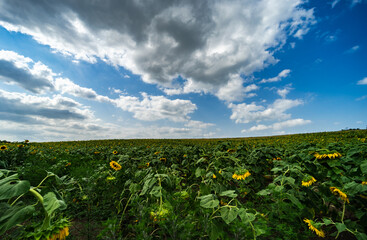 Fototapeta na wymiar Blooming sunflowers in a field