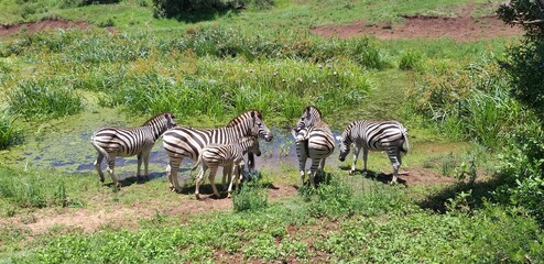 zebras in the zoo
