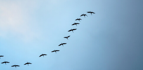 Group of common cranes, grus grus during migration in Norway. Photographed in flight against the sky. Bird and wildlife concept.