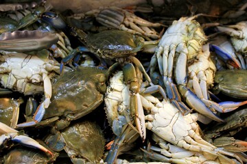 Crabs at fish market in Athens, Greece.