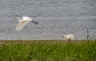 Egrets in the Wetlands