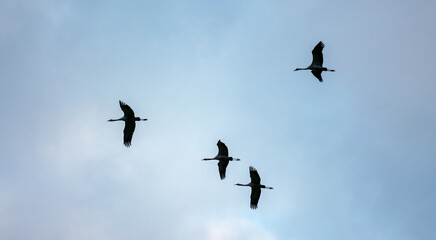 Group of common cranes, grus grus during migration in Norway. Photographed in flight against the sky. Bird and wildlife concept.
