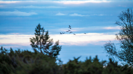 Group of common cranes, grus grus during migration in Norway. Photographed in flight against the sky. Bird and wildlife concept.