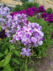 beautiful soft purple and maroon blooming Phlox bushes on a flower bed on a summer day.