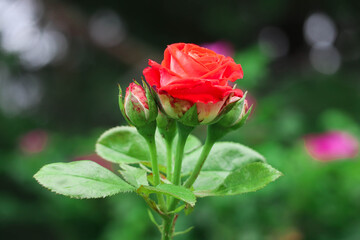 Beautiful red rose with bokeh background