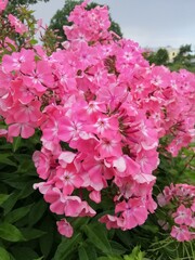beautiful soft pink and watermelon blooming Phlox bushes on a flower bed on a summer day.