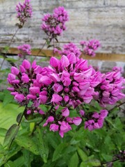 unusual rare blooming Phlox Butonic or Butonik with unopened purple inflorescences on the flower bed. Flower Wallpaper