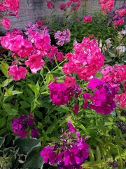 beautiful soft purple and maroon blooming Phlox bushes on a flower bed on a summer day.
