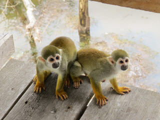 Macaco-de-cheiro-de-cabeça-preta do Amazonas