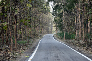 Naklejka premium Beautiful picture of clean road and jungle