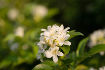 Fototapeta premium White flower in the natural background beautiful.Orange jasmine