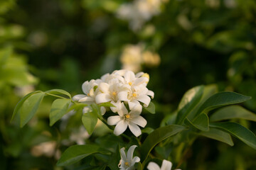  White flower in the natural background beautiful.Orange jasmine