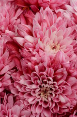 Pink flower for floral background or texture