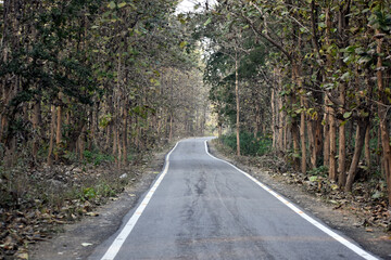 Beautiful picture of jungle road in uttarakhand india