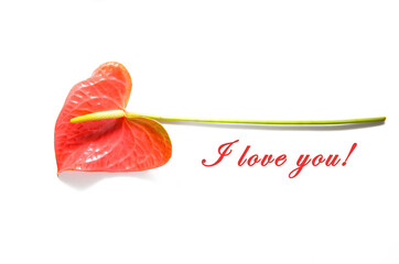 I love you. Creative layout made of Anthurium/ Flamingo flowers black frame. isolated on white background. Marriage proposal with engagement ring.