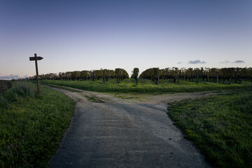 Fototapeta na wymiar Vines field in France
