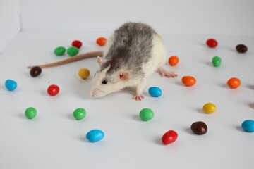 Black and white rat sits in a bowl with colorful candies