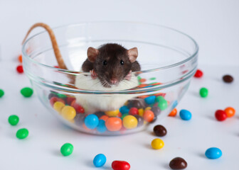 Black and white rat sits in a bowl with colorful candies