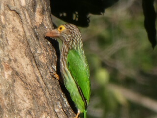 The barbet pierced the tree in the park.