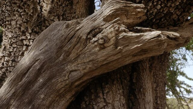 Argan tree, closeup of the trunk, beautiful abstract tree bark. Nature tree background texture footage. Slow-motion. The Argan tree is cultivated for the famous Argan oil that is produced from the ker