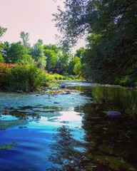 river in the woods