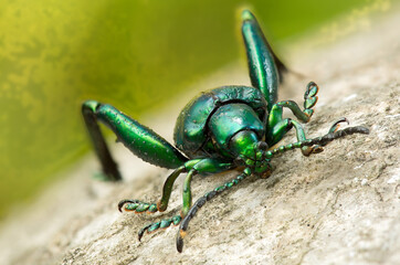 Macro image of a green legged frog beetle (Sagra buqueti) Sagra buqueti is a species of beetle belonging to the family Chrysomelidae.