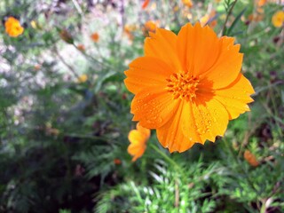 orange flower in the garden