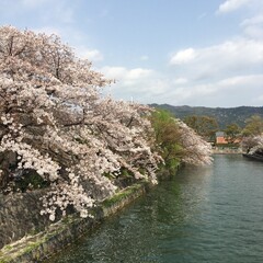桜と川