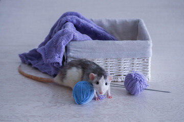 Rat dumbo husky sits in a white box with knitting and balls of thread
