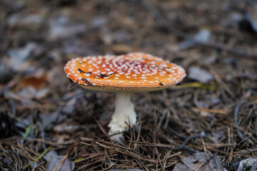 fly agaric mushroom