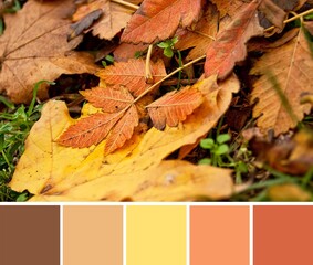 The colors of the autumn, yellow, orange and brown leaves fallen on the ground. Color palette swatches, color combination, inspired by nature.