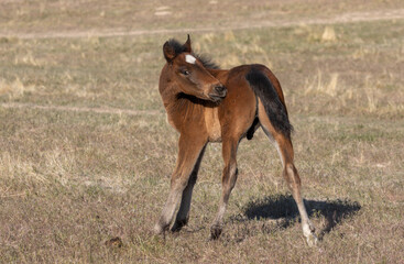 Wild Horse Foal in the Utah Desert