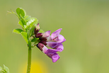 Vicia sepium or bush vetch is a plant species of the genus Vicia. Bush vetch (Vicia sepium) blooming on a meadow

