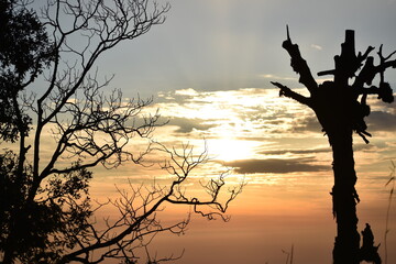 Beautiful old tree and clouds in jungle
