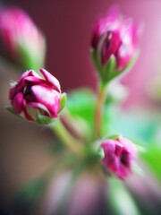 Fototapeta na wymiar flower closeup
