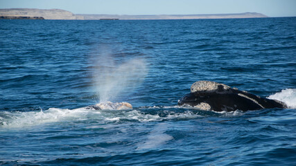 Obraz premium Ballenas