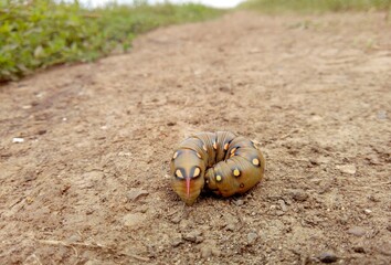 caterpillar curled up in a ring on a country road