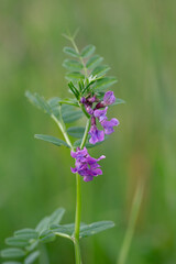 Vicia sepium or bush vetch is a plant species of the genus Vicia. Bush vetch (Vicia sepium) blooming on a meadow
