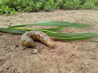 caterpillar crawling on the ground near green grass