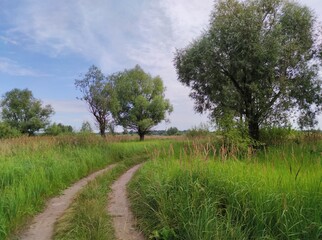 road among green grass and trees against a blue cloudy sky