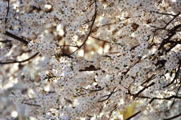 White flowers against a blurred background