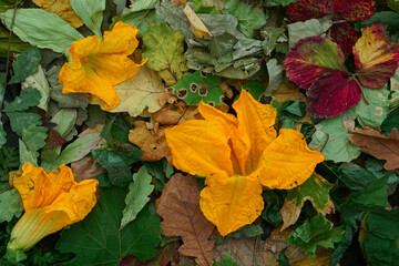 Creative top view  dry color autumn leaves and flower zucchini (pumkin)  as background with copy space in minimal style, template for lettering