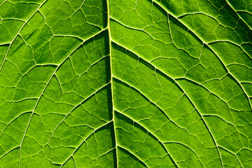 Naklejka na ściany i meble Green leaf with close-up plant veins. Natural background
